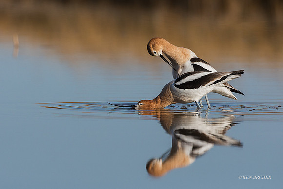AVCT02685 - American Avocet