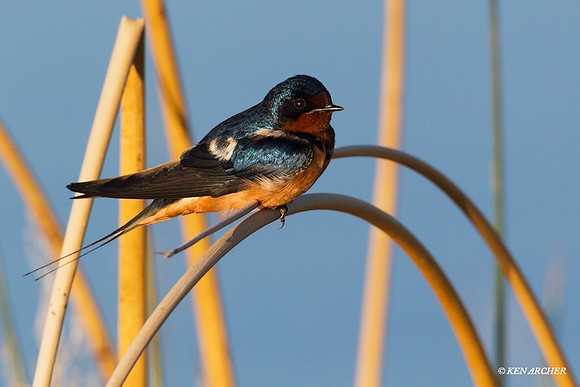 BNSW00128 Barn Swallow