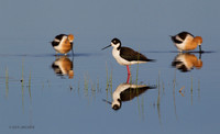 BNST01376 - Black-necked Stilt