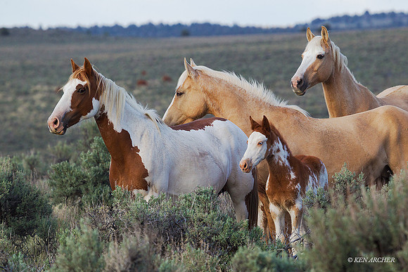 WDHS03144 - Wild Horse