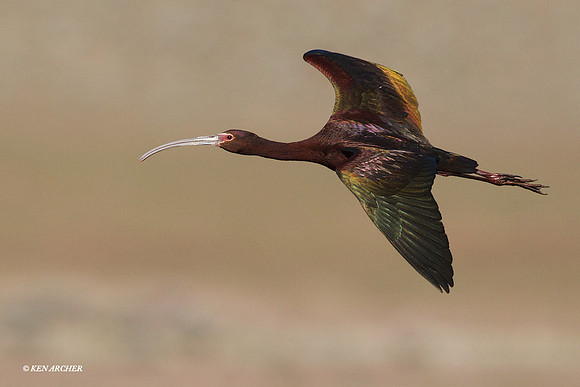WFIS00669 White-faced Ibis