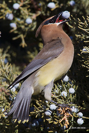 CRWX00148 Cedar Waxwing