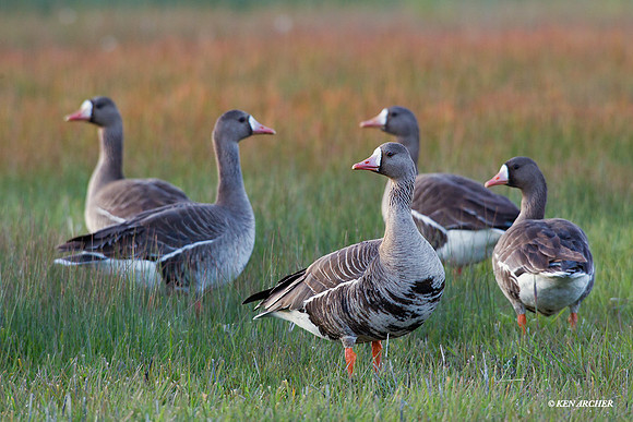WFG00495 White-fronted Geese