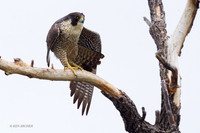 PF00521 - Peregrine Falcon