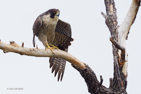 PF00521 - Peregrine Falcon
