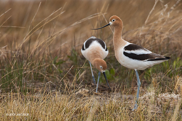 AVCT02551 - American Avocet