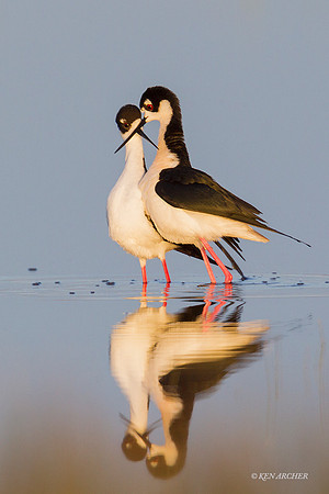 BNST01269 - Black-necked Stilt
