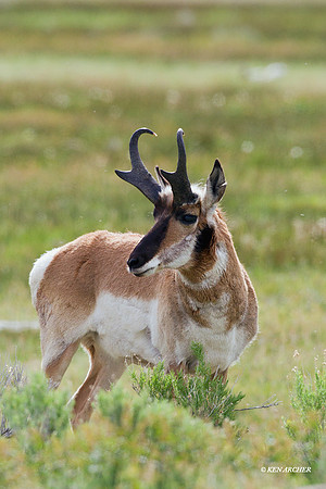 PASP00312 Pronghorn Antelope