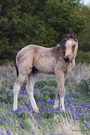 WDHS02975 - Wild Horse