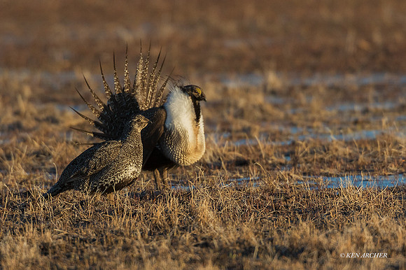 SGGR03073 - Greater Sage Grouse
