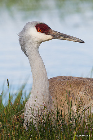 SHCR01025 - Sandhill Crane