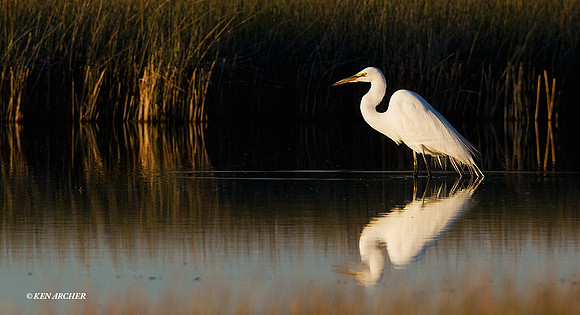 GE00652 Great Egret