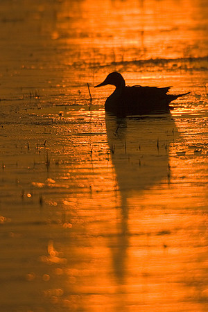 Pintail Duck Silhouette - PT00382