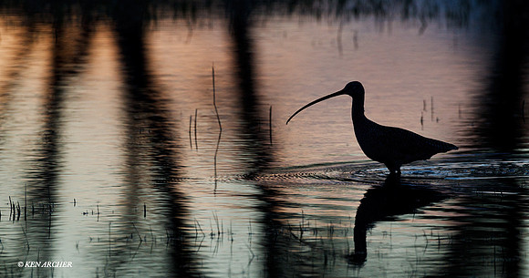 CRLW00459 Curlew