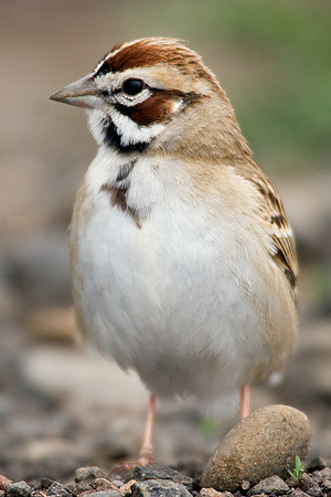 LKSW00010-Lark-Sparrow