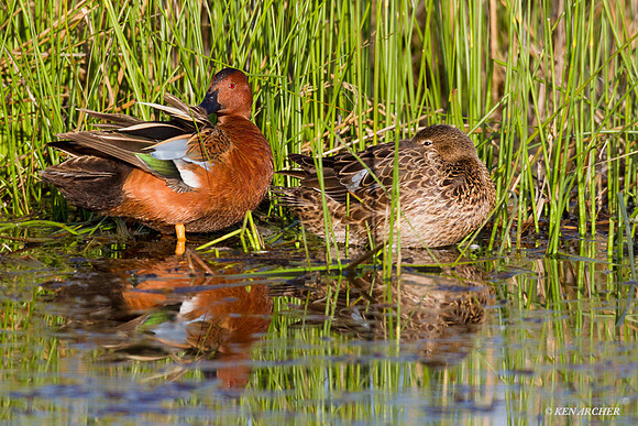CNTL00699 Cinnamon Teal