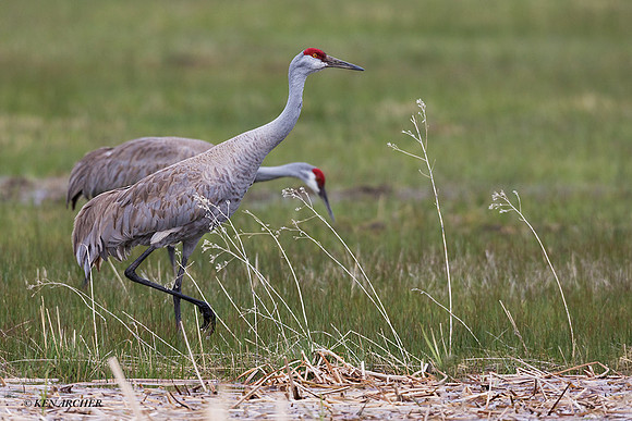 SHCR01356 - Sandhill Crane