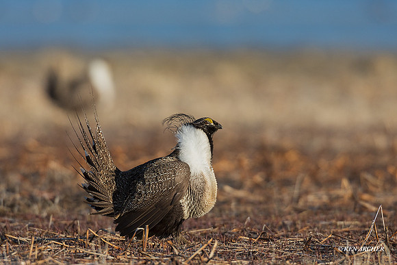 SGGR03105 - Greater Sage Grouse