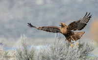 RTHK01474 - Red-tail Hawk