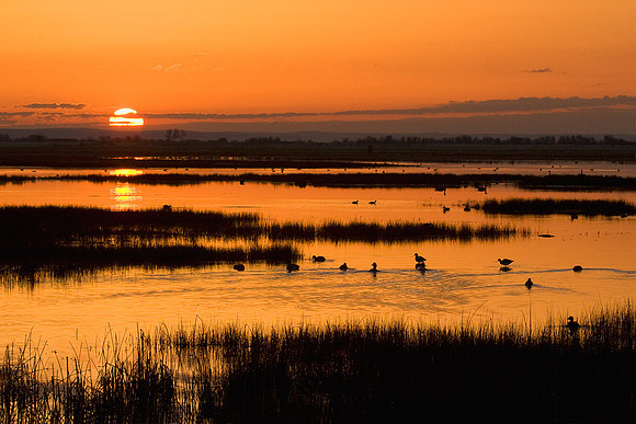 Marsh Wetlands Sunrise MASE00060