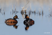 EDGR00094 - Eared Grebe