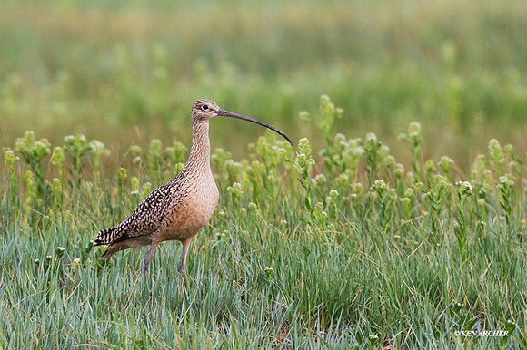 CRLW00539 - Curlew