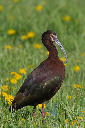 White faced Ibis - WFIS00073