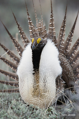 SGGR00014 Sage Grouse