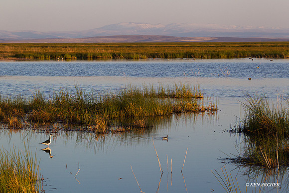 MASE00569 Marsh Wetlands