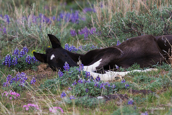 WDHS03120 - Wild Horse