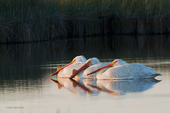 AWP00594 American White Pelican