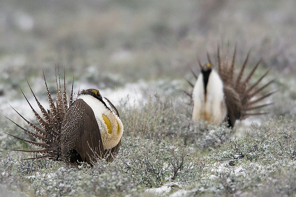 SGGR00335 Sage Grouse