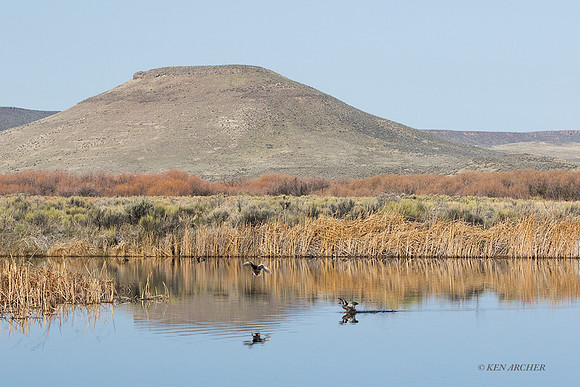 MASE00870 - Marsh Wetlands
