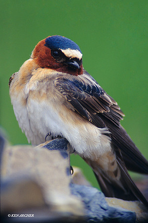 Cliff Swallow - CFSW362758