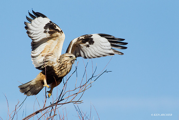 RLHK00247 Rough-legged Hawk