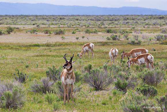 PASP00269 Pronghorn Antelope