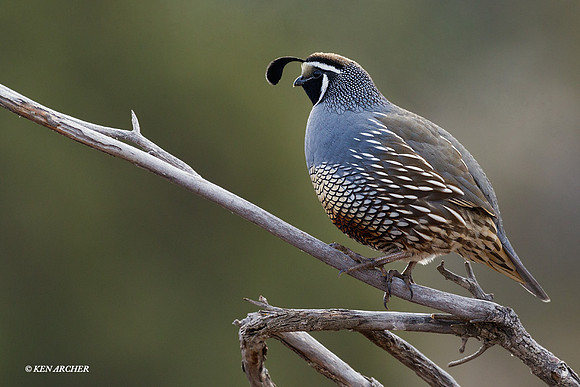 CQ00250 California Quail