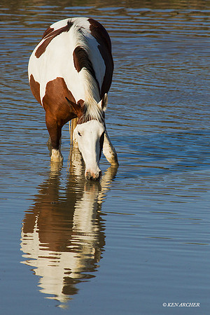 WDHS02421 Wild Horses