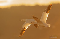 RSSG01219 - Ross's Geese