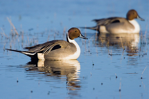 PT00403-Pintail-Duck