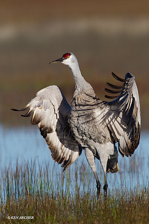 SHCR00479 Sandhill Crane