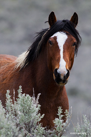 Wild Horse, Stallion - WDHS00361
