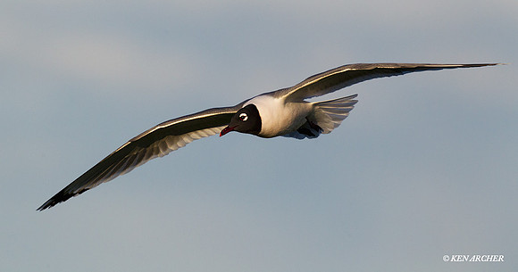 FNGL00344 Franklin's Gull