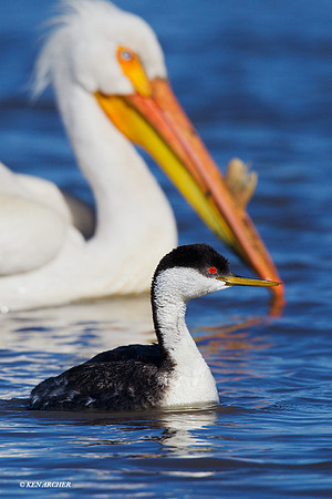 WNGR00111 Western Grebe, White Pelican