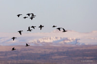 MSWL01522 - Multiple Species of Waterfowl