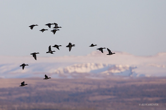MSWL01522 - Multiple Species of Waterfowl