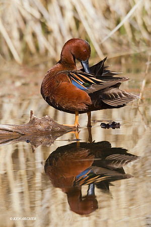 CNTL00774 Cinnamon Teal