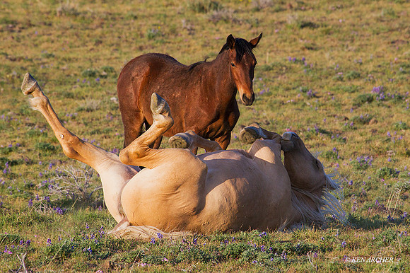 WDHS02613 Wild Horses
