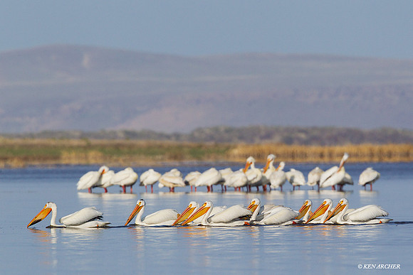 AWP00418 American White Pelican