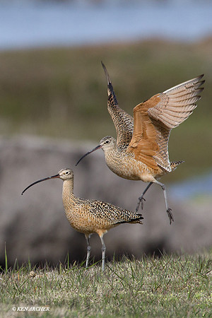 CRLW00307 Curlew